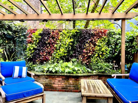 Mixed Heuchera, 3 plugs, one plant per plug